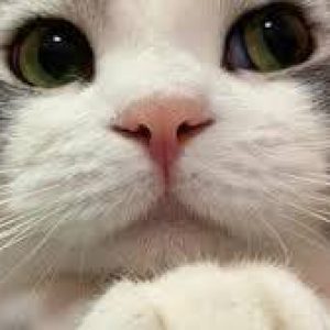 Profile photo of fibos0113