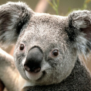 Profile photo of oeoeoe